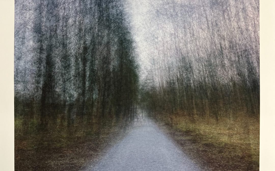 Untitled (Wall of Trees)