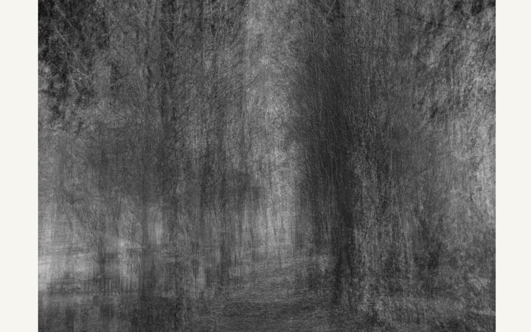Ghost Trees (black and white version)